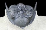 Metacanthina (Asteropyge) Trilobite - Great Detail #56547-6